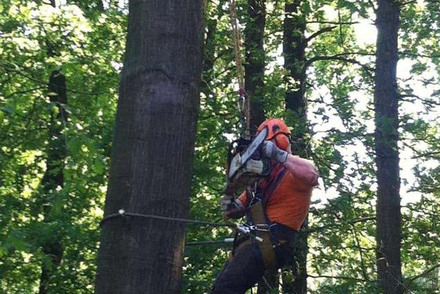 Bomen rooien 's-Heer Hendrikskinderen